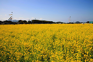 見渡す限り満開の菜の花