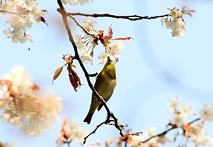 メジロと山桜