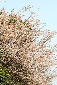 山桜