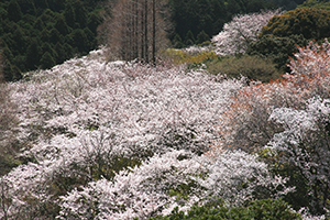 興山園の満開の桜