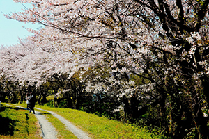 興山園の見事な桜