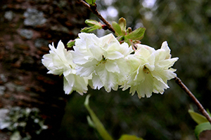 可憐なうこん桜