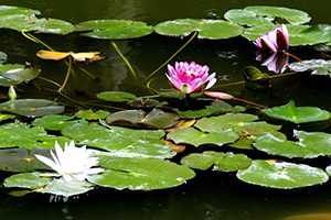 睡蓮の花