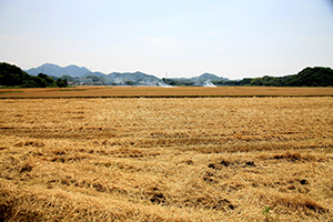 広大な麦畑