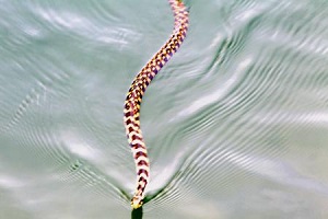 マムシ水泳中