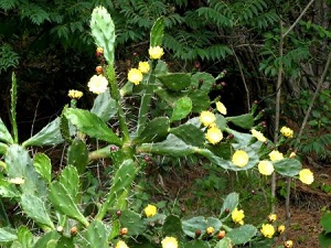 黄色い花がよく見えます