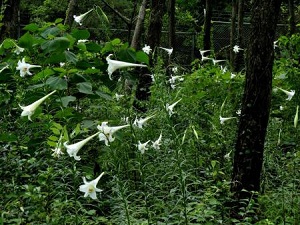 防風林のテッポウユリ