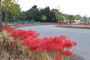 歩道に並ぶ赤い彼岸花