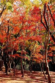 興山園は紅葉一色