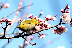 かわいいメジロ