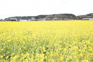 菜の花のじゅうたん