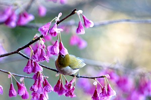 寒緋桜の蜜を食べるメジロ