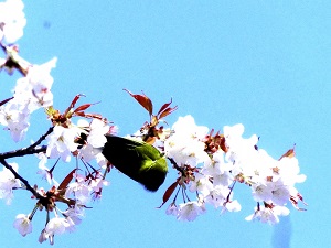 蜜を食べるメジロ