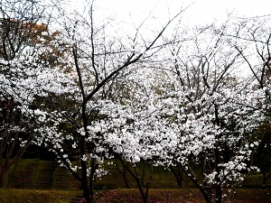 満開の桜