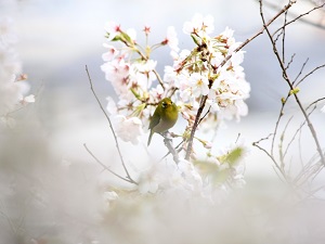 メジロと桜