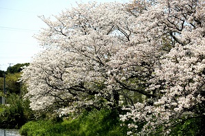 美しい桜