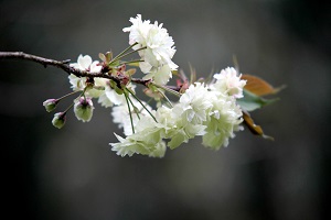 うこん桜の緑が美しい