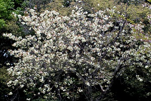 うこん桜の見頃