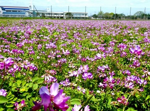 美しいレンゲ畑