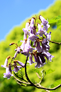 桐の花