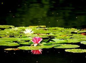 紅白の美しい睡蓮の花