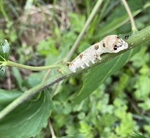 庭の桑の葉を元気に食べる2