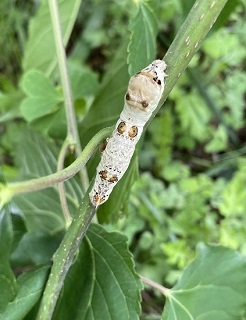 庭の桑の葉を元気に食べる