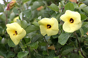 ハマボウの花