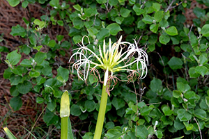 ハマユウの花