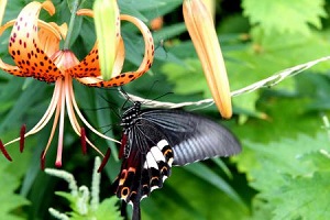 クロアゲハも蜜を求めて