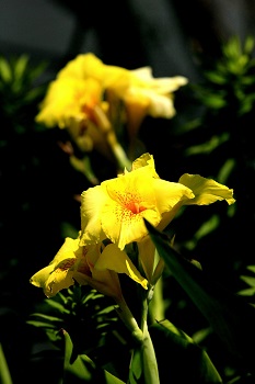 黄色も美しいカンナの花