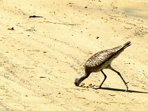 クチバシを砂地に差し込むチュウシャクシギ