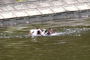 ミサゴが水にダイブ