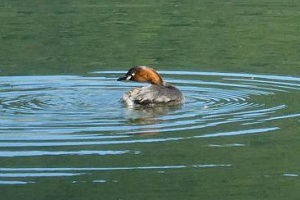 池で泳ぐカイツブリ