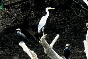 羽を休めるカワウやアオサギ