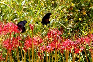 カラスアゲハと彼岸花