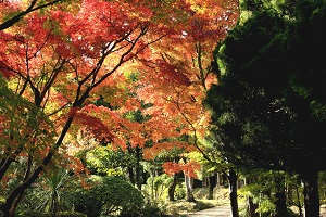 鮮やかな紅葉