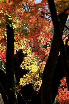 美しい紅葉にうっとり