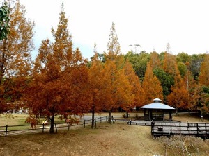 名残の紅葉がきれい