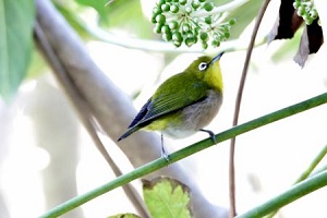 ヤツデの実を食べるメジロ