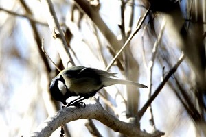 シジュウカラ