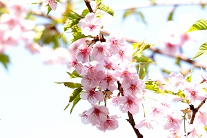 葉桜のうつくしい河津桜