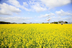 なの花の道