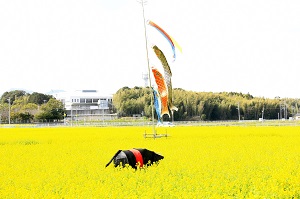 まぶしい菜の花