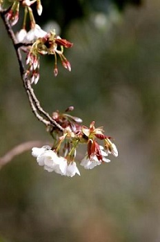 かわいい桜