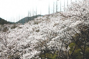 満開の桜