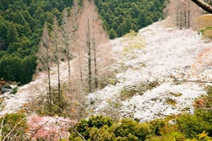 雲海桜