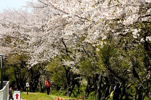 満開の桜並木