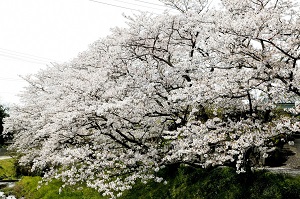 大根川の桜