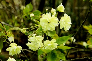 黄緑色のうこん桜